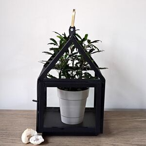 Magnolia Hearth & Hand Black and Brass Metal Glass House Terrarium Lantern